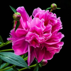 Pivónia bylinná - Paeonia ´MADAME EMILE DEBATENE´, kont. C1.5L